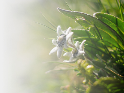 edelweiss_zeitblohm_flickr_ccby20 w/gradient fade - Edelweiss - Horoskop und Astrologie mit mundartlichem Humor